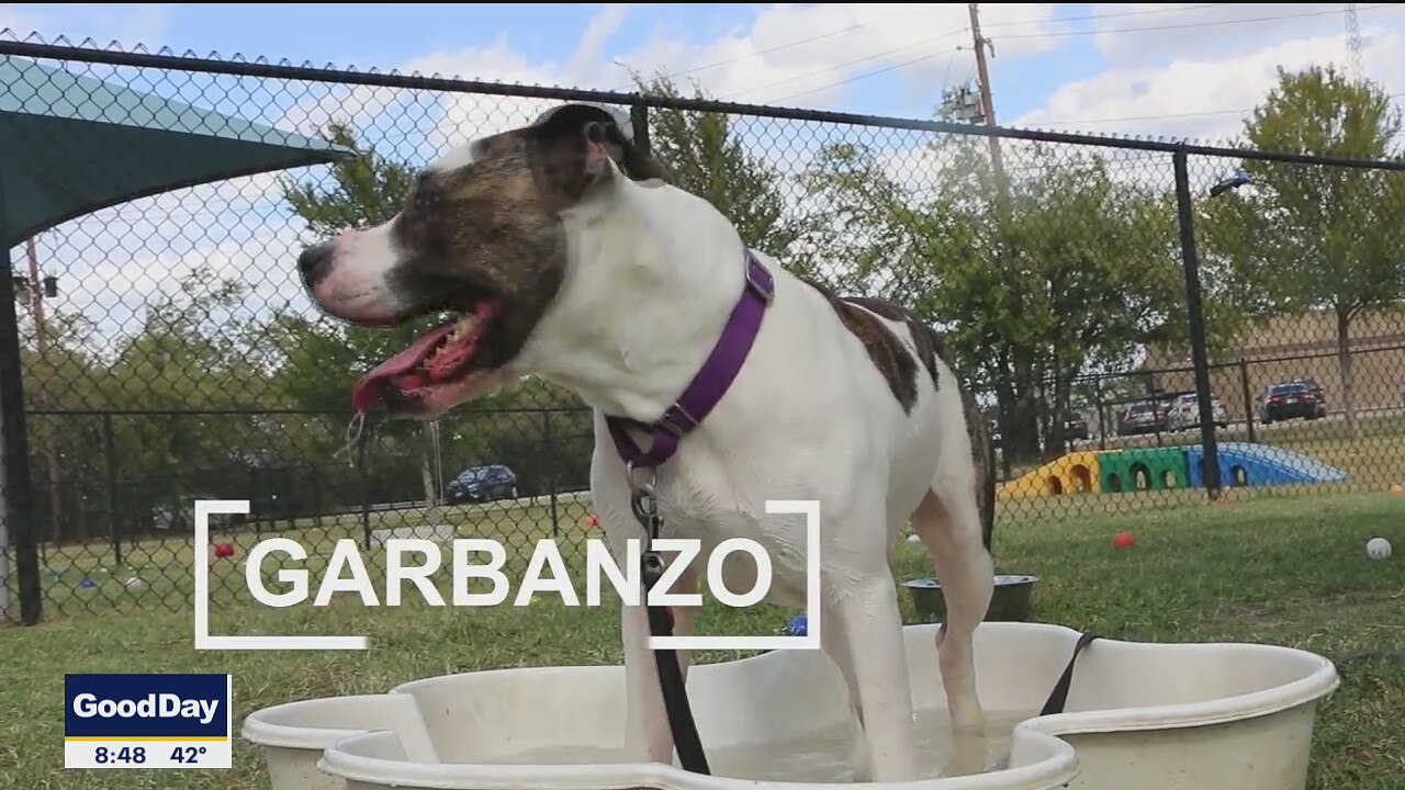 Pet of the Day: Garbanzo