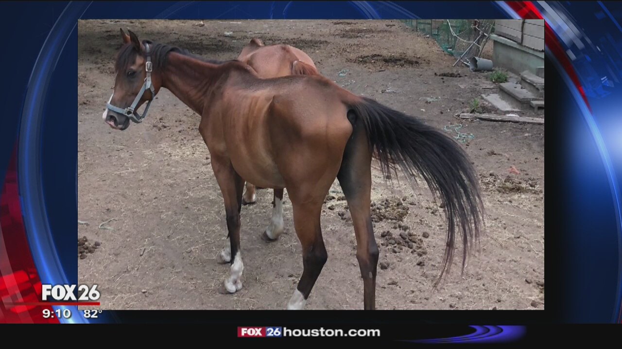 Three emaciated horses seized from southeast Houston property