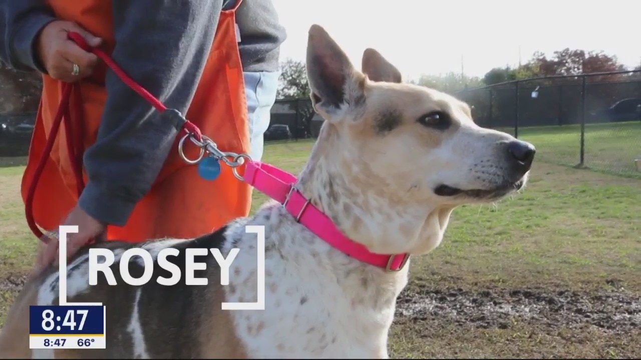 Pet of the Day: Rosey