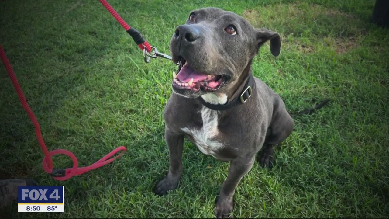 Dog of the Day: Lil Mama