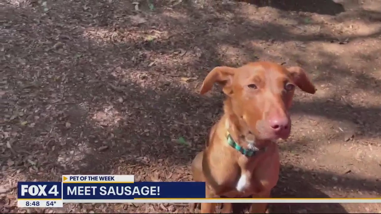 Pet of the Week: Sausage