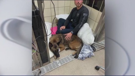 Life Flight crew saves Galveston PD K-9 Officer