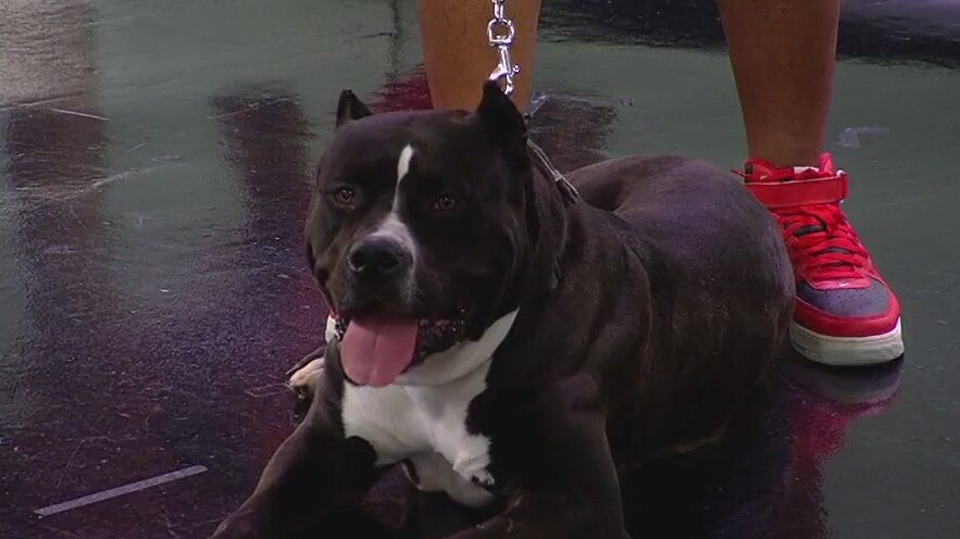 UK banning American XL Bully Dog