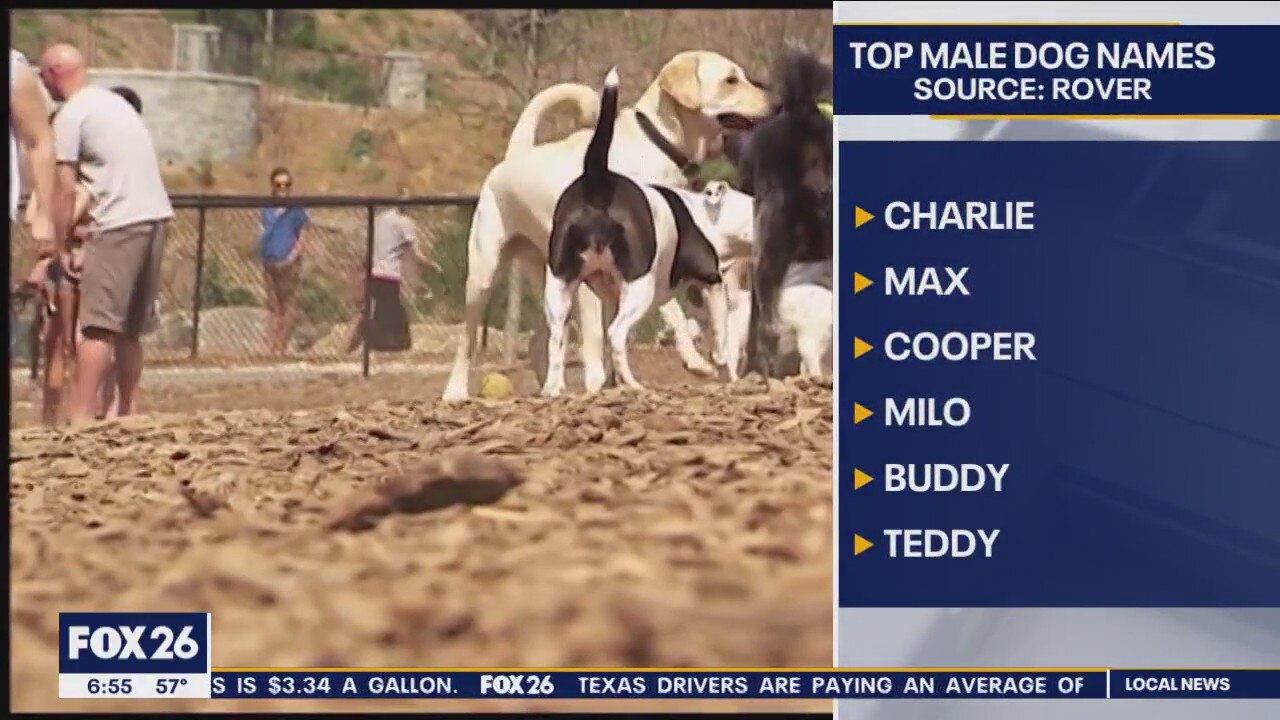 Most popular dog names 2023
