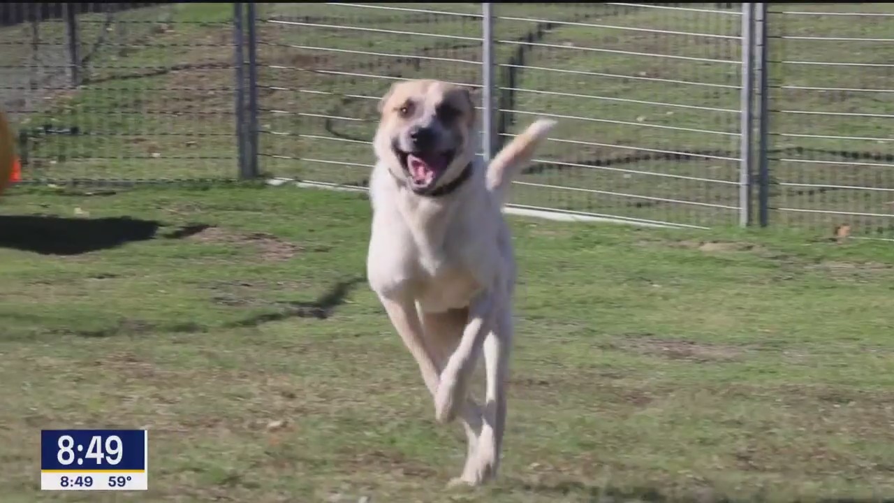 Dog of the Day: Hayden