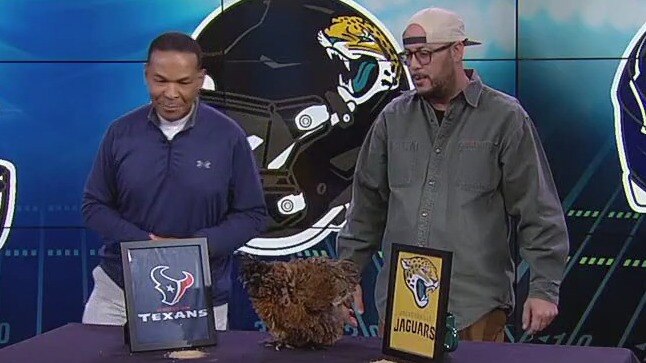 Prediction chicken takes center stage for Texans vs. Jaguars match