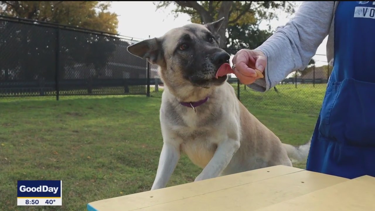 Pet of the day: Ignacio