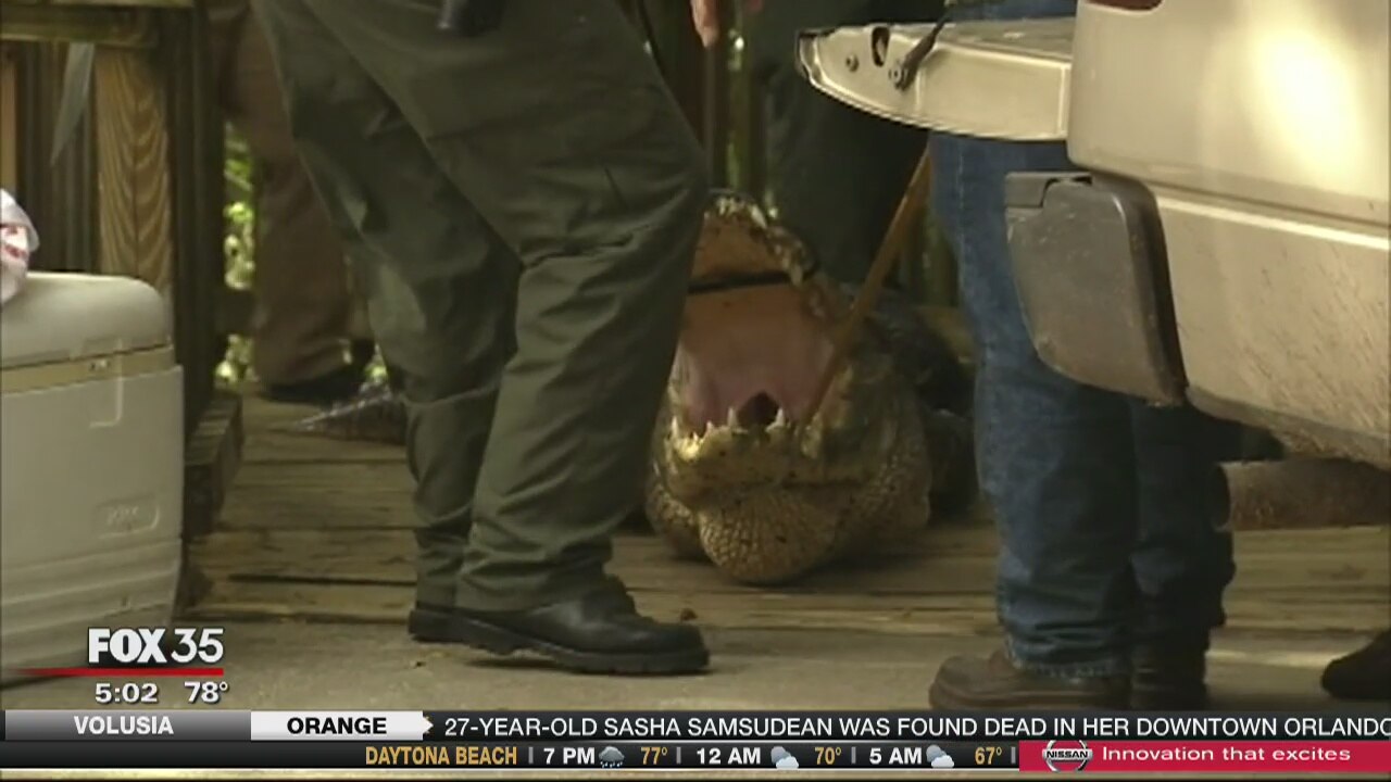 Alligator killed after body of snorkeler found