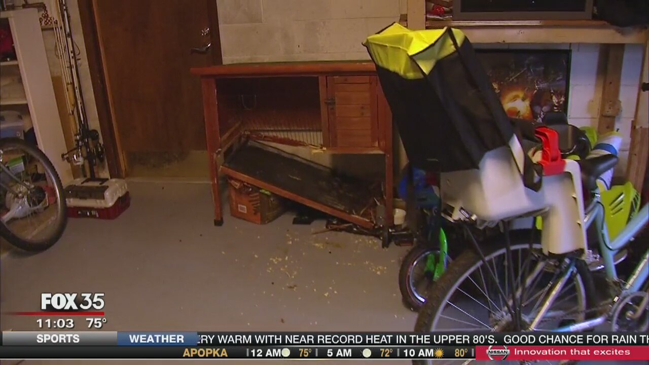 Bear enters garage and kills pet rabbit