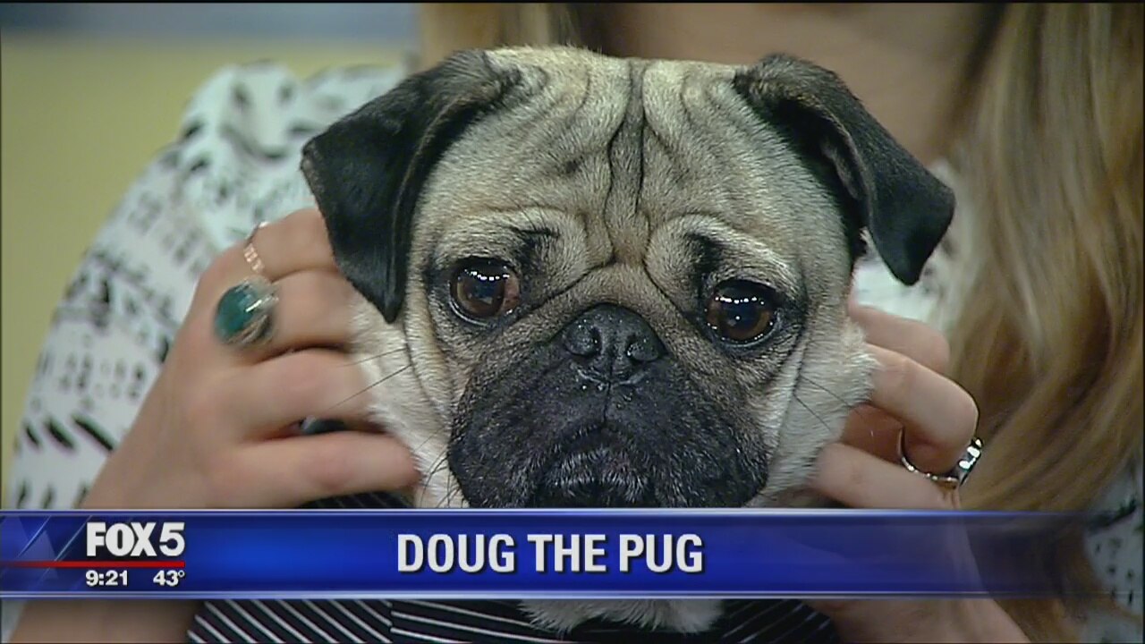 Doug the Pug and Momager