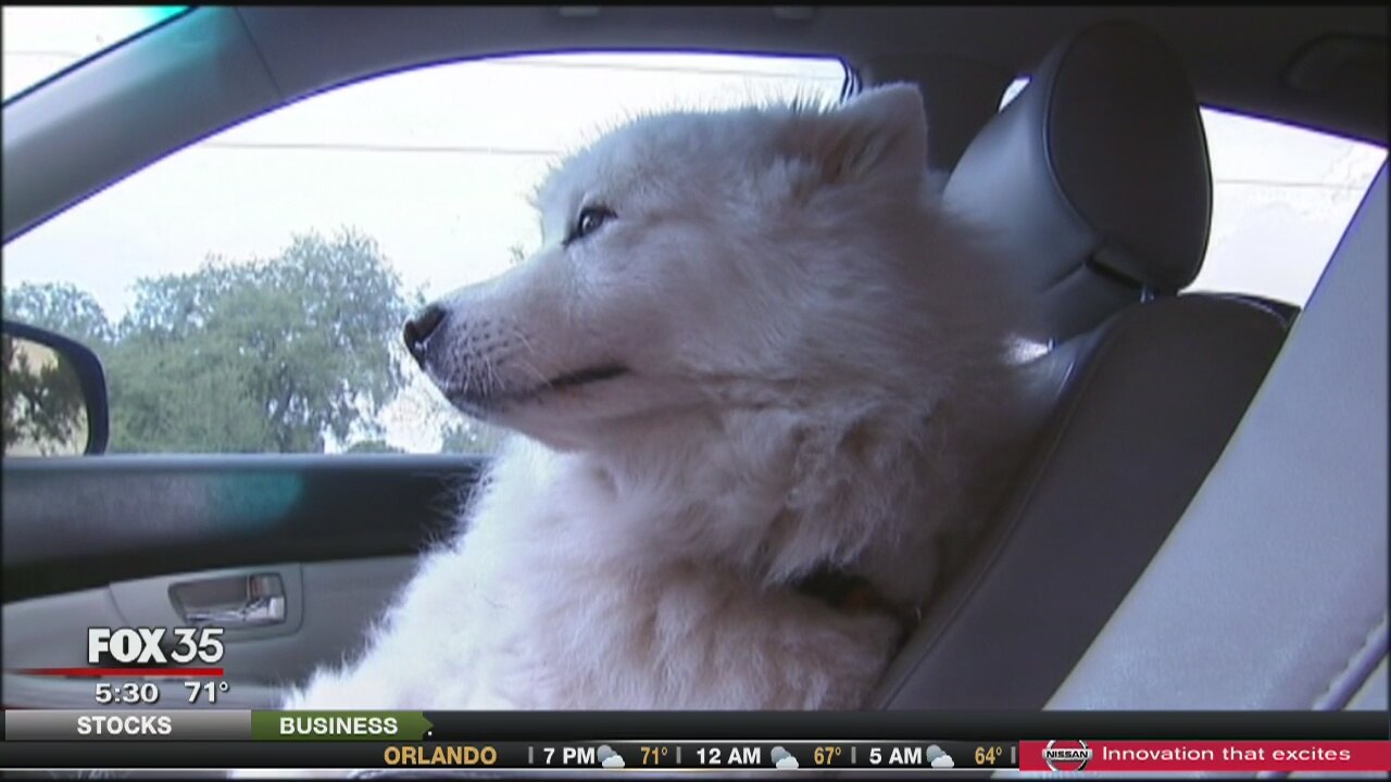 Bill lets you smash window to save pet locked in hot car