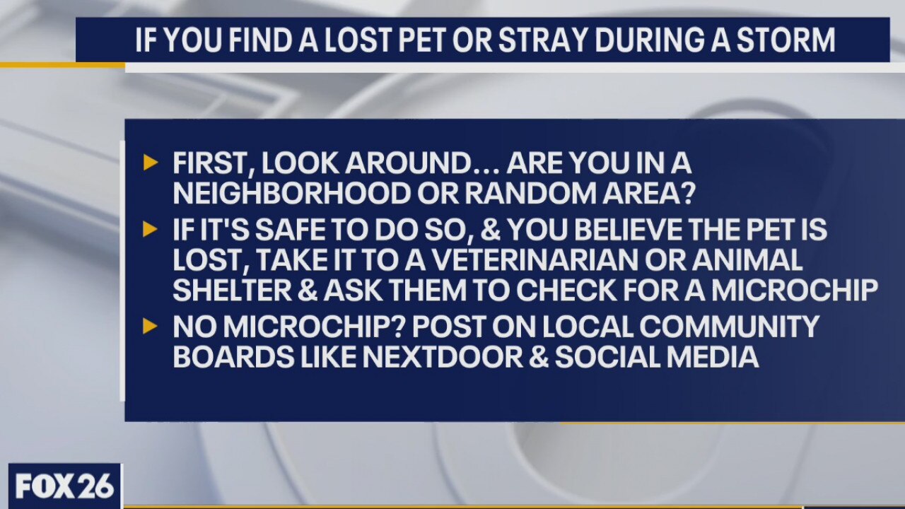 Easing your pet's anxiety during a storm