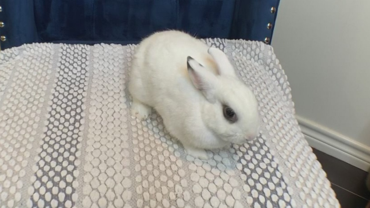 Pet Parade: Meet Ruben Dominguez's bunny