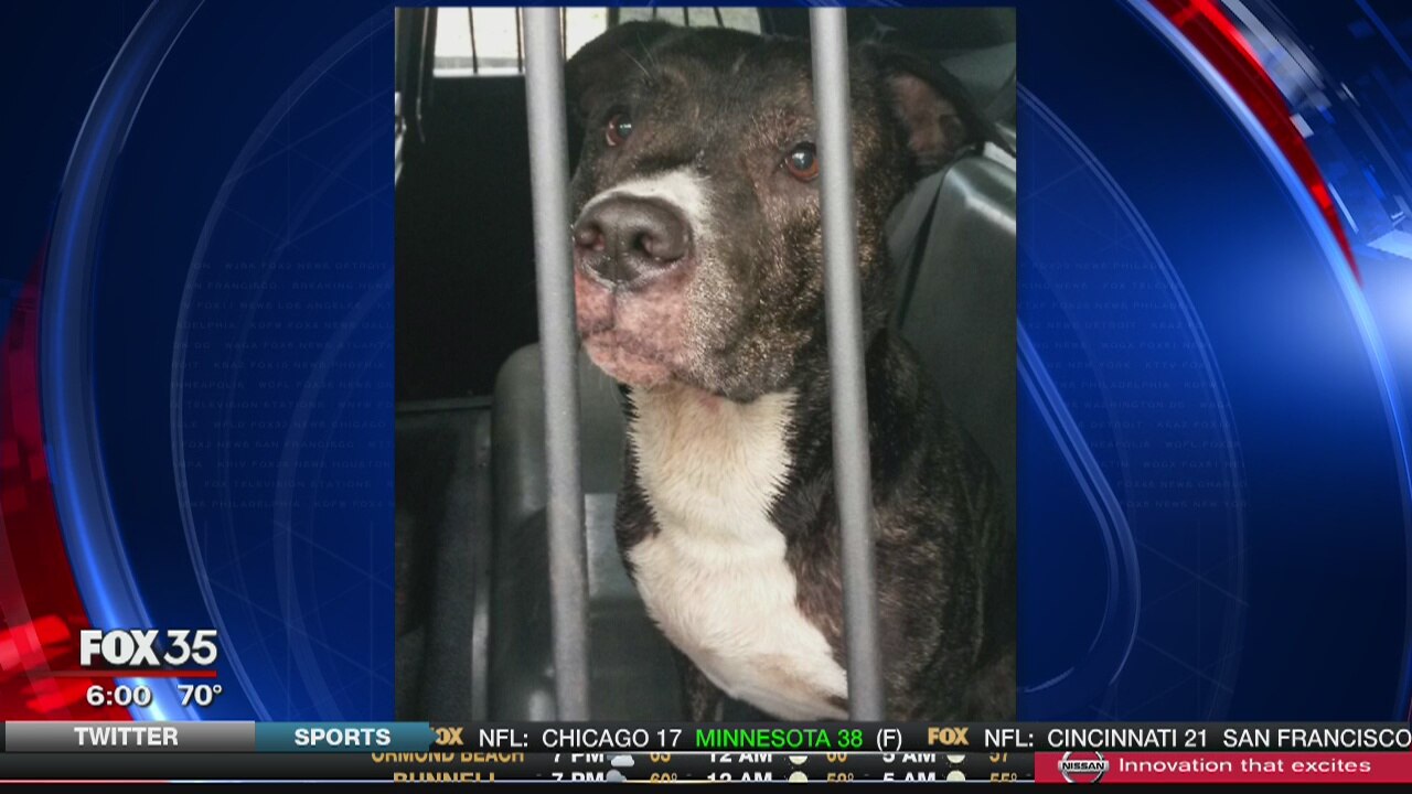 Pit bull attacks, injures five including toddler