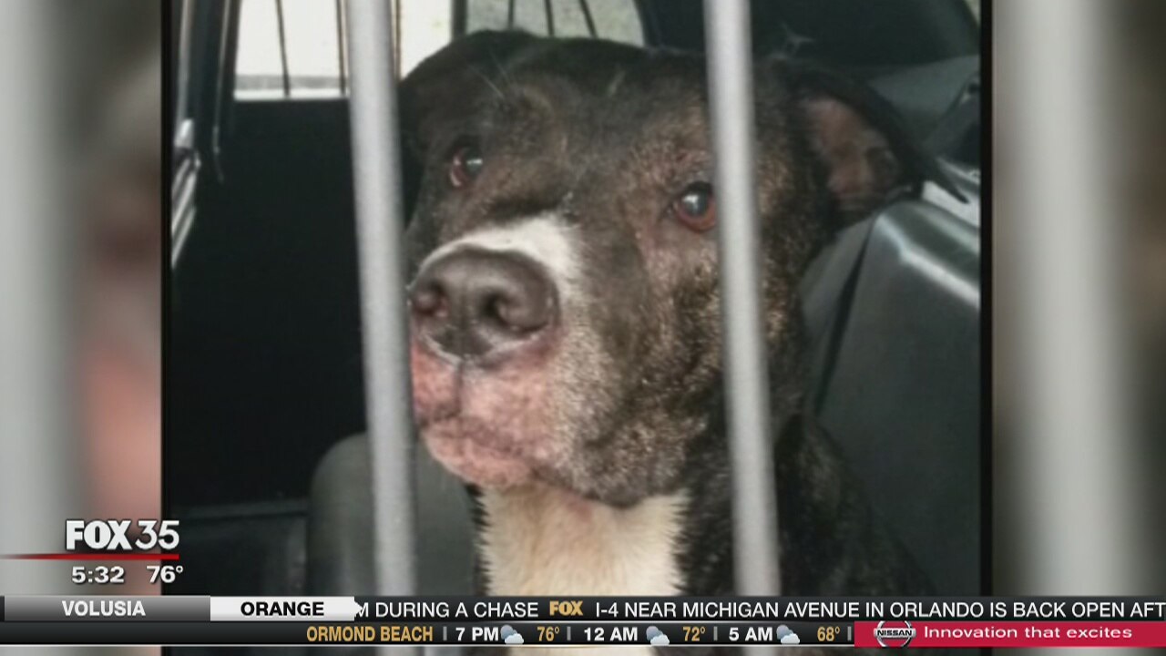 911 calls report attacking dog