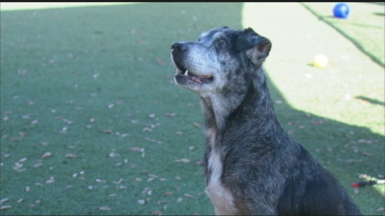 Dog rescued from abandoned home swimming pool up for adoption