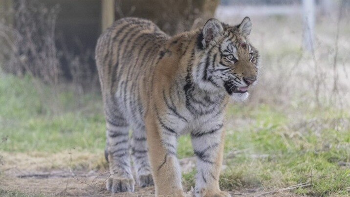 Tiger rescued during Texas winter storm