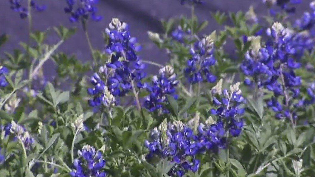 How are bluebonnets doing after the winter blast in Texas?