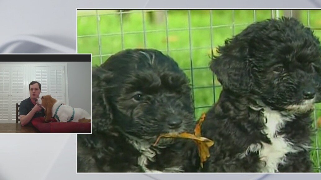 National Puppy Day: 5 tips to bringing a new pup home