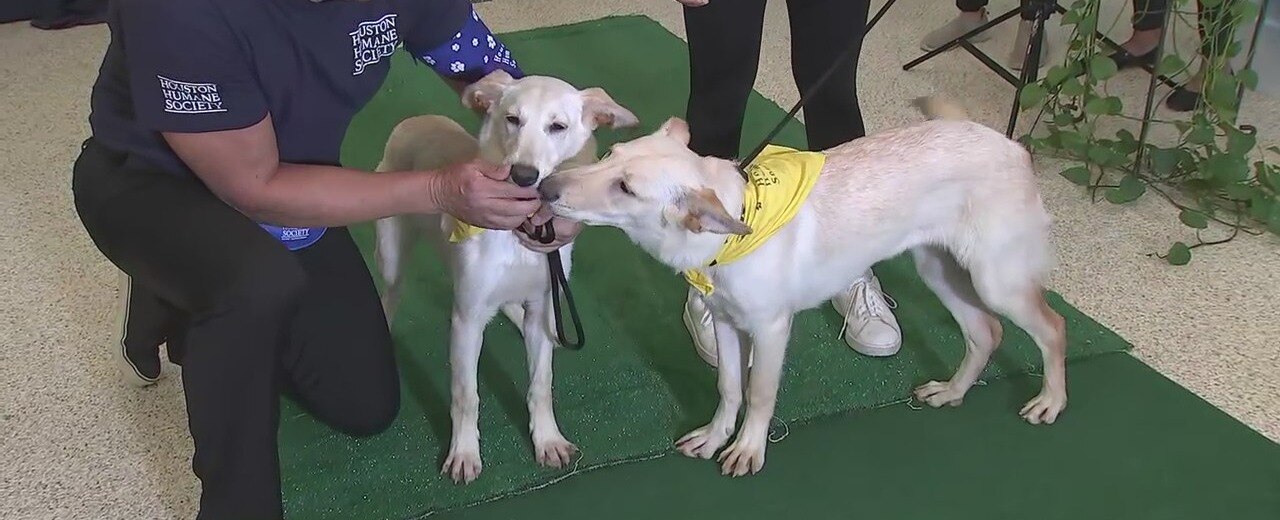 The Adoptable Dog show at Houston Humane Society