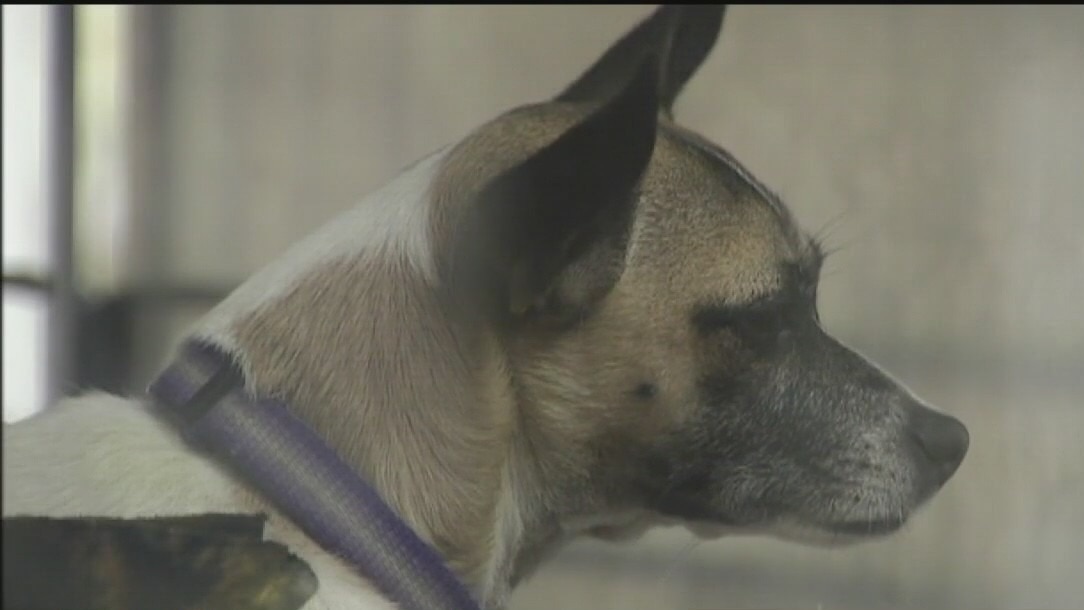 BARC services closed this weekend due to illness precautions