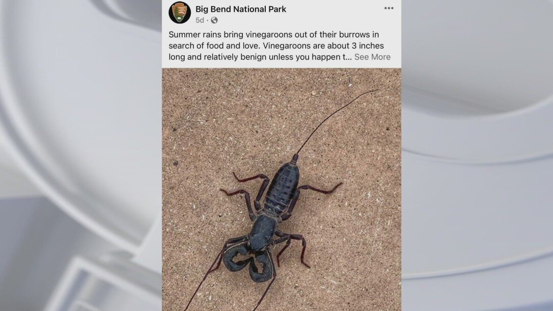 Rain brings out vinegaroons at Big Bend National Park