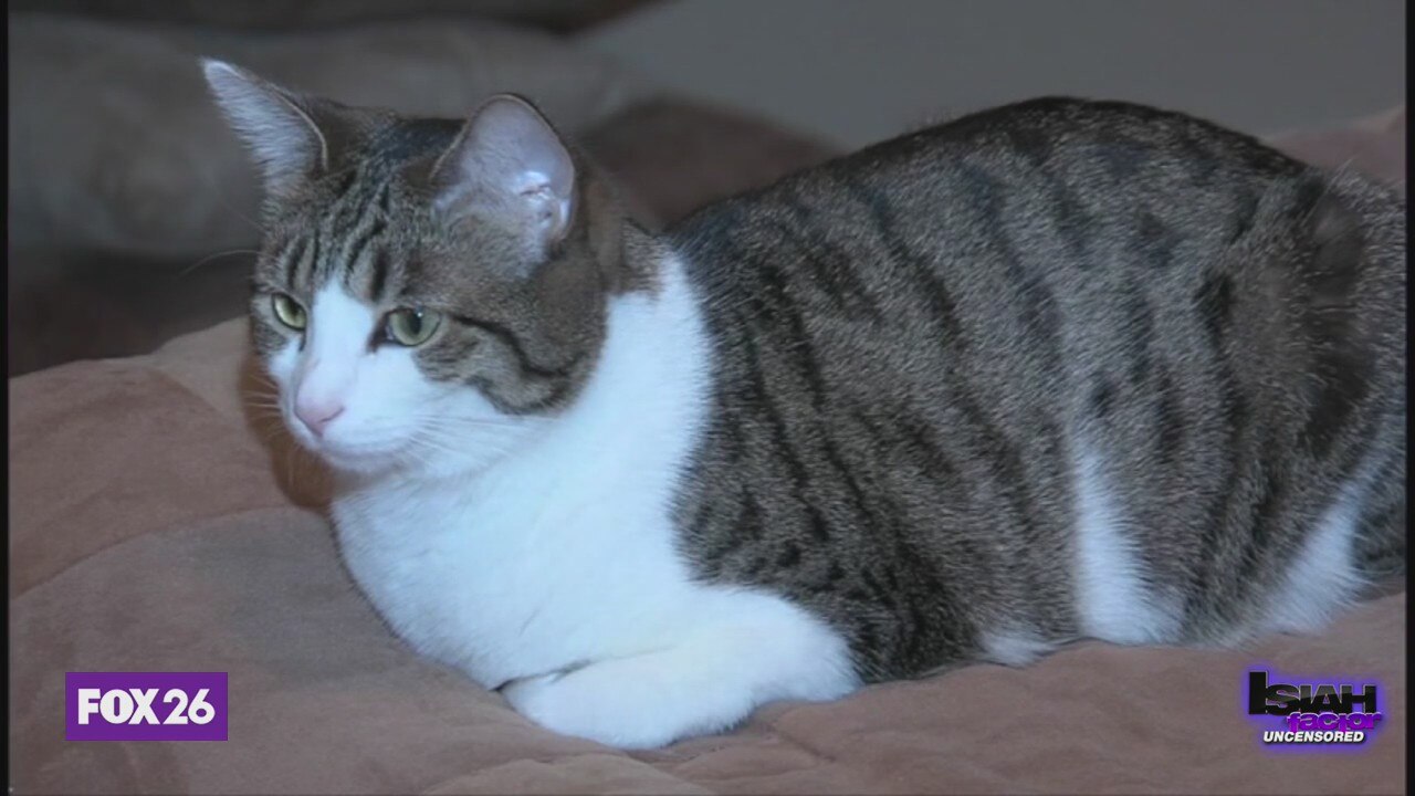 Working to end the trend of veterinarian suicide