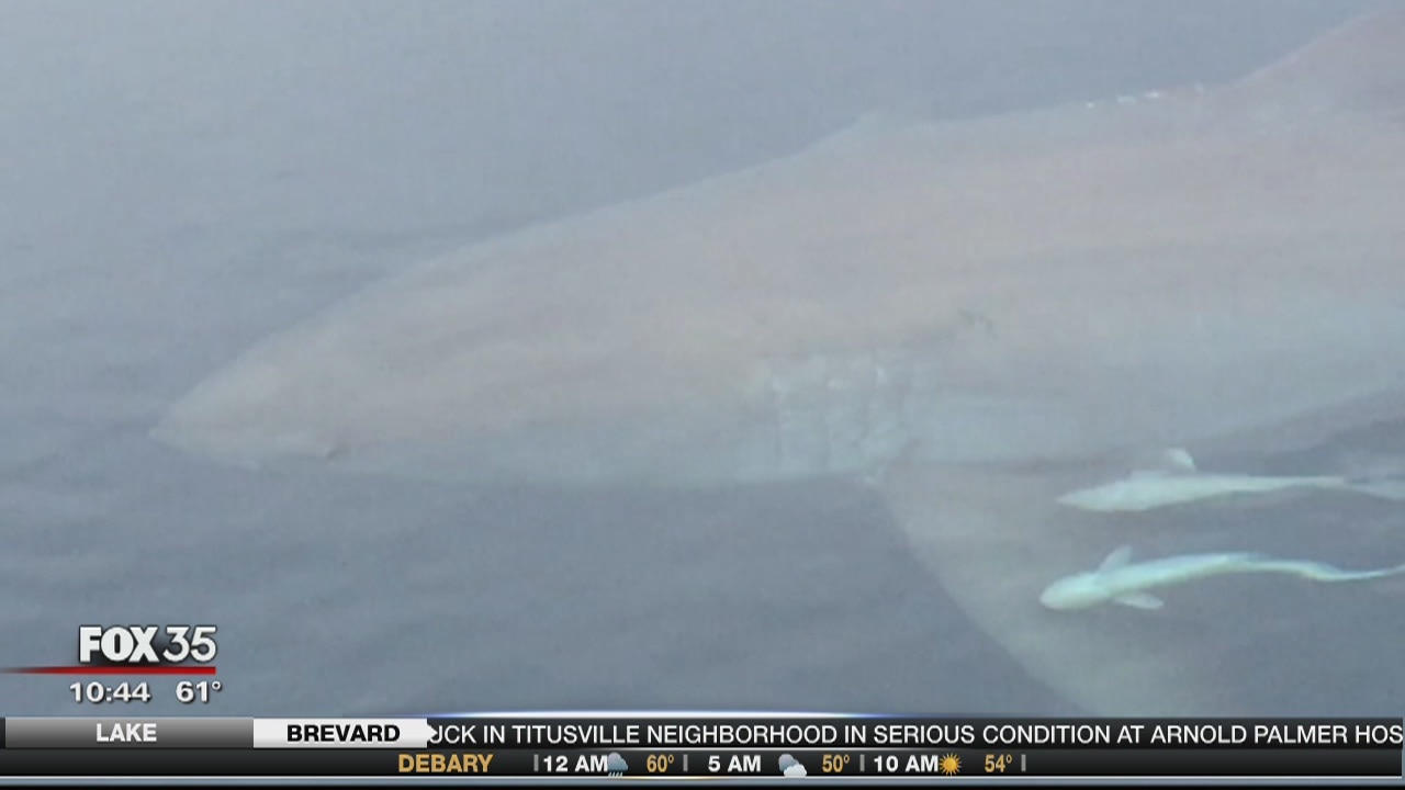 Possible great white shark spotted near Ponce Inlet