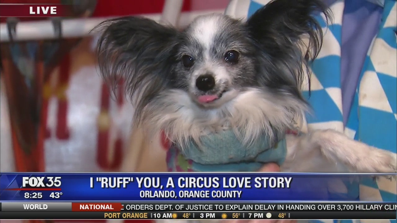 David Does It: Dog Circus