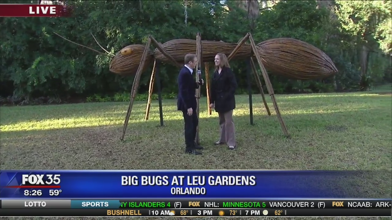 David Does It: Big Bugs