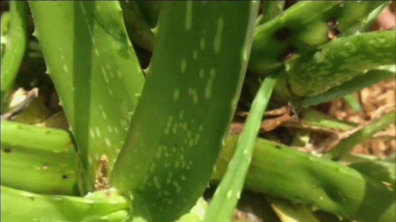 Aloe Vera Juice: The Good and the Bad