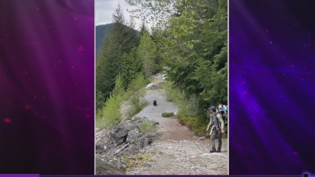 Black bear stalks family during hiking trip
