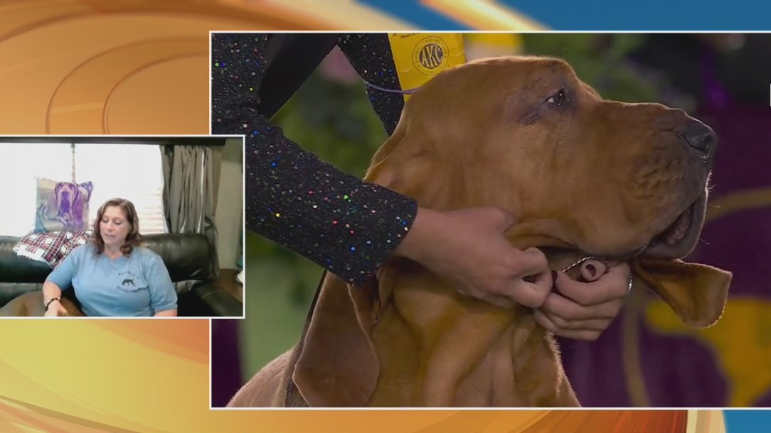 What you should know before getting a Bloodhound