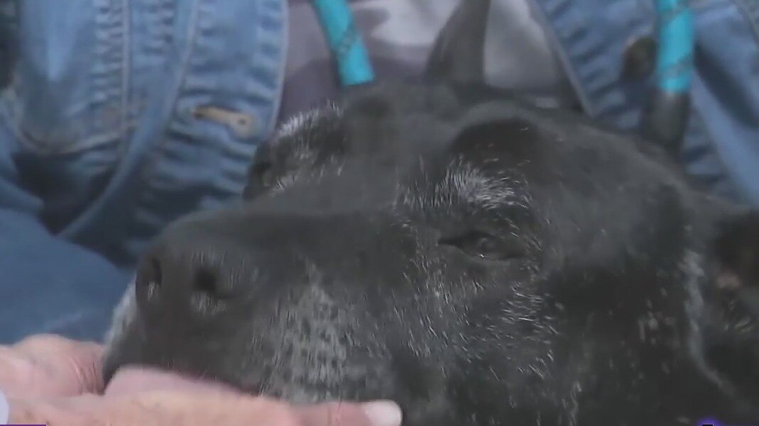 How to ease your pets nerves during 4th of July celebrations