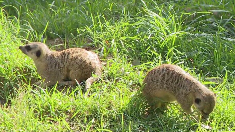 Hanging with wild meerkats on Wild Wednesday at the Houston Zoo