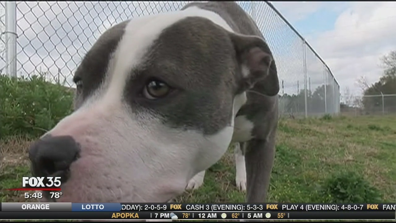 Growing support for animal abuse registry
