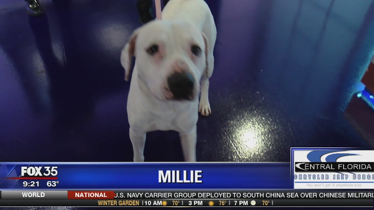 Adopt a Pet: Millie