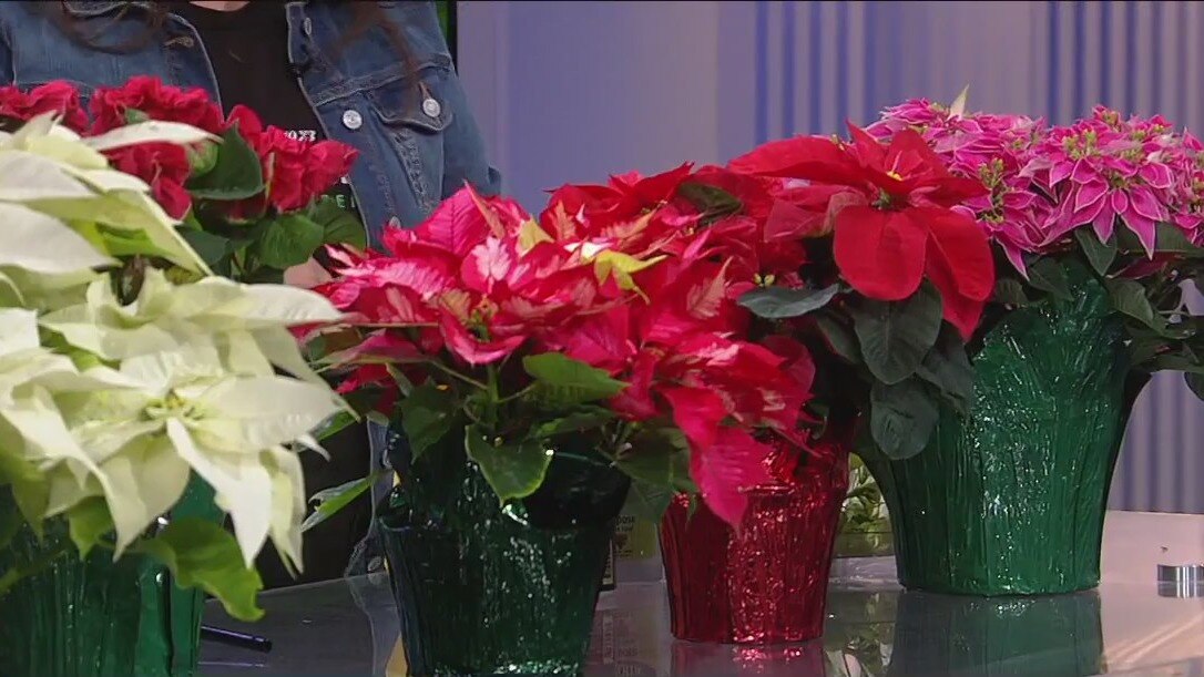 How to keep your holiday poinsettias alive