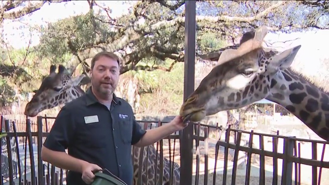 Wild Wednesday: All about giraffes