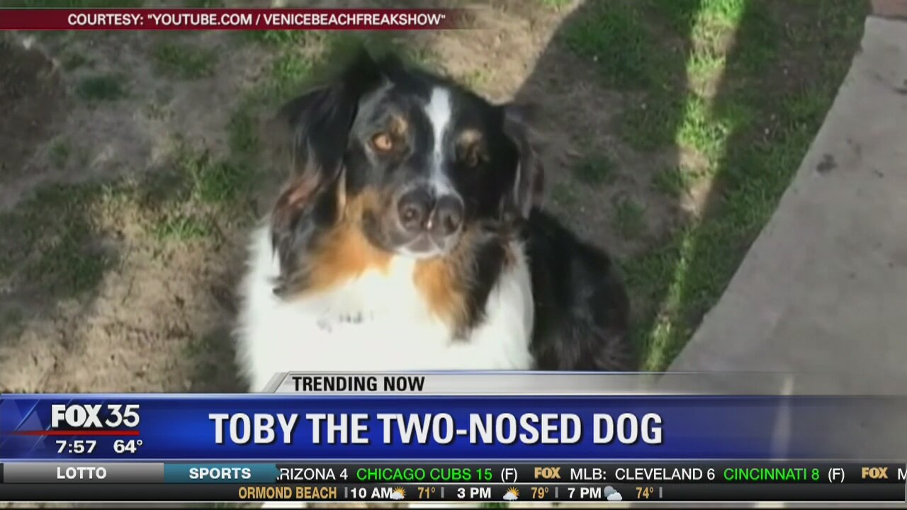 Meet Toby the two-nosed dog