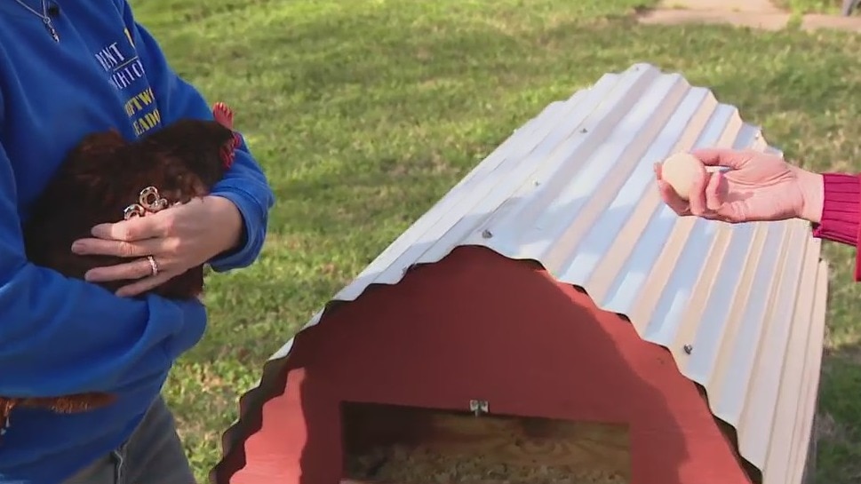 Rent The Chicken: FOX 26 photographer starts backyard coop