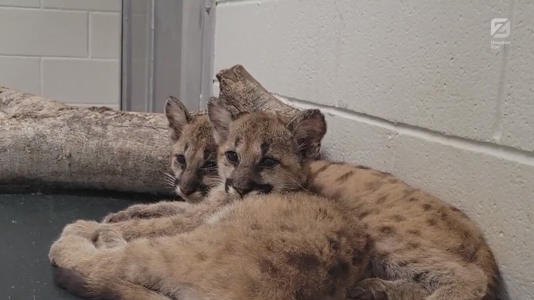 Cougars moving to new home at Houston Zoo