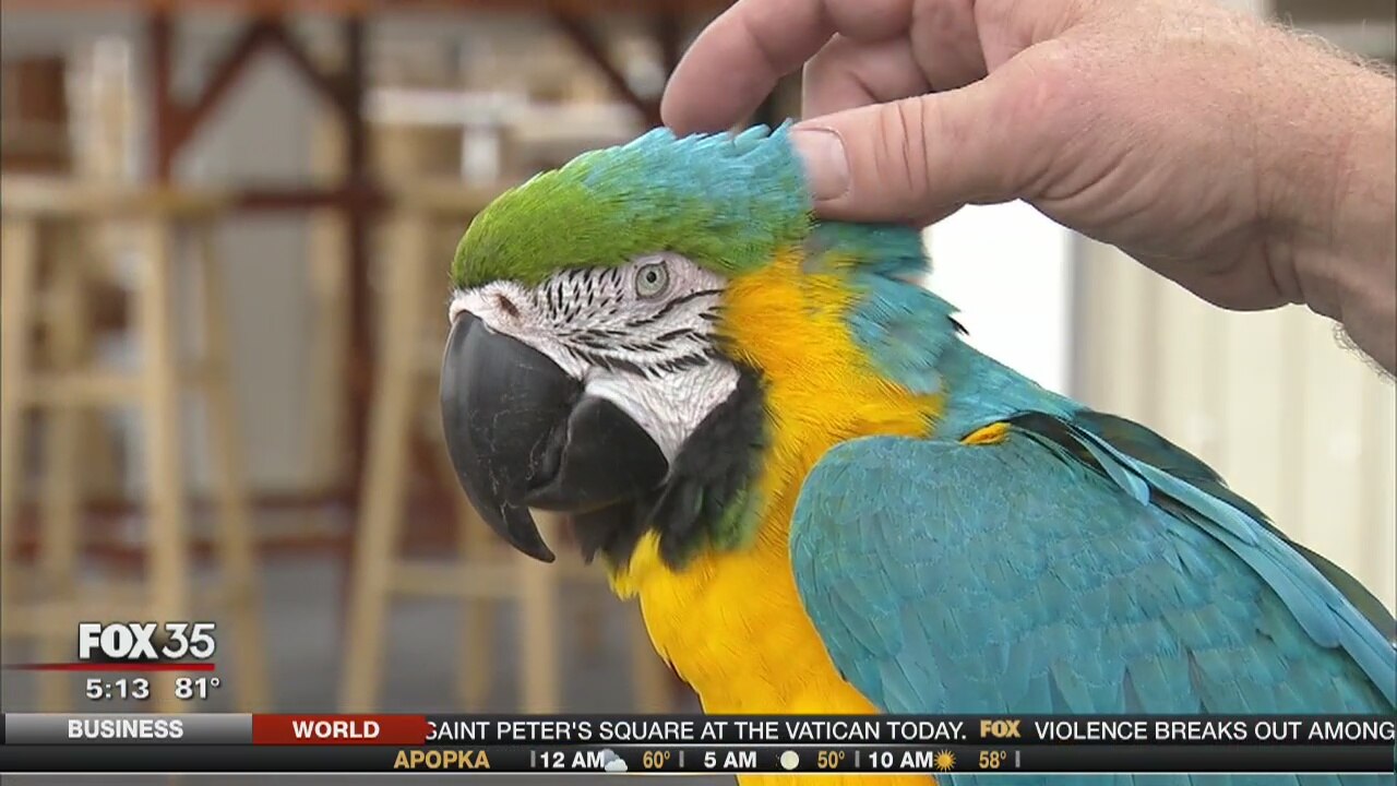 Parrot and biker reunited