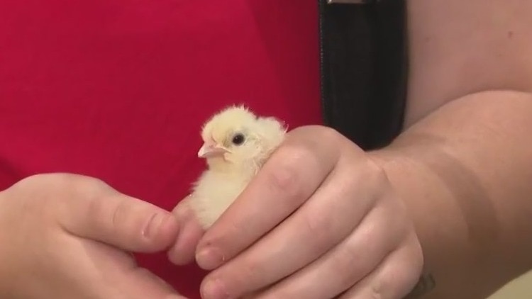 Houston Rodeo 2023: All about chickens and eggs