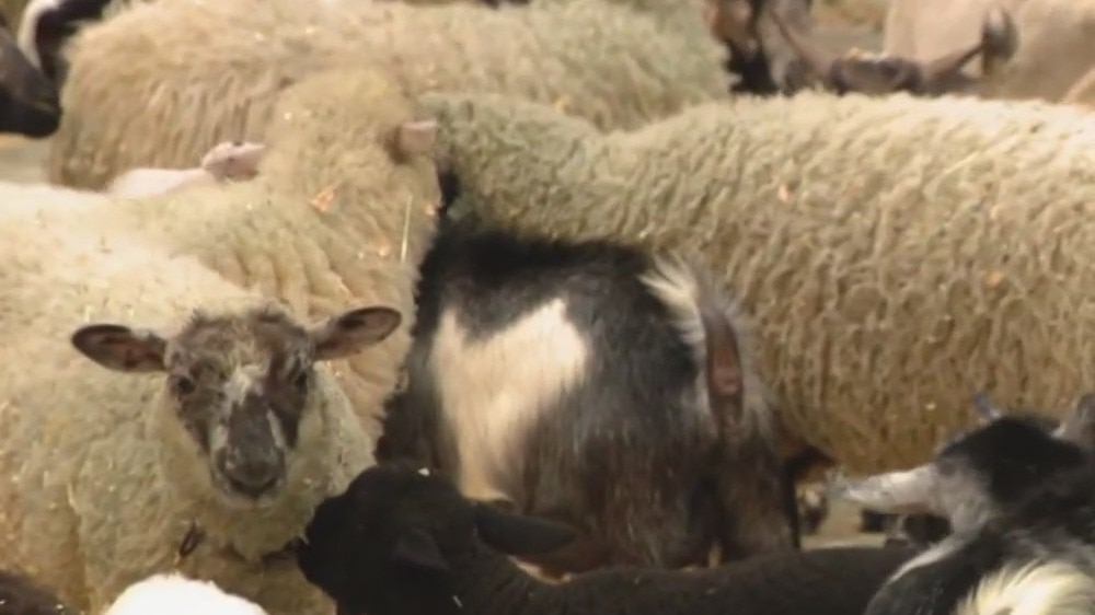 Houston Rodeo 2023: Great American Petting Farm