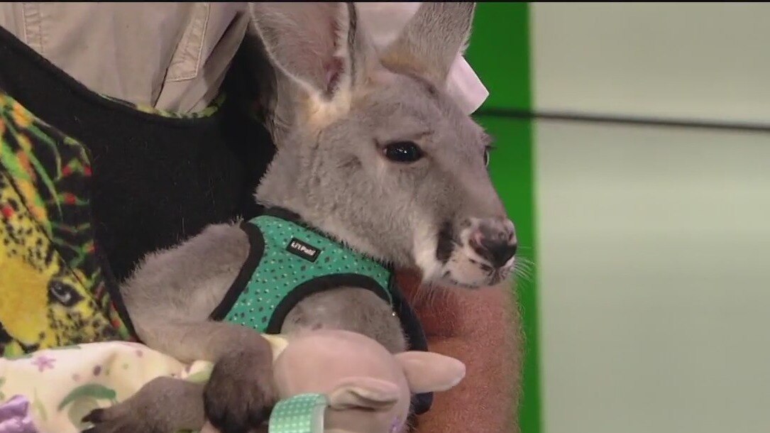 Do kangaroos really attack?