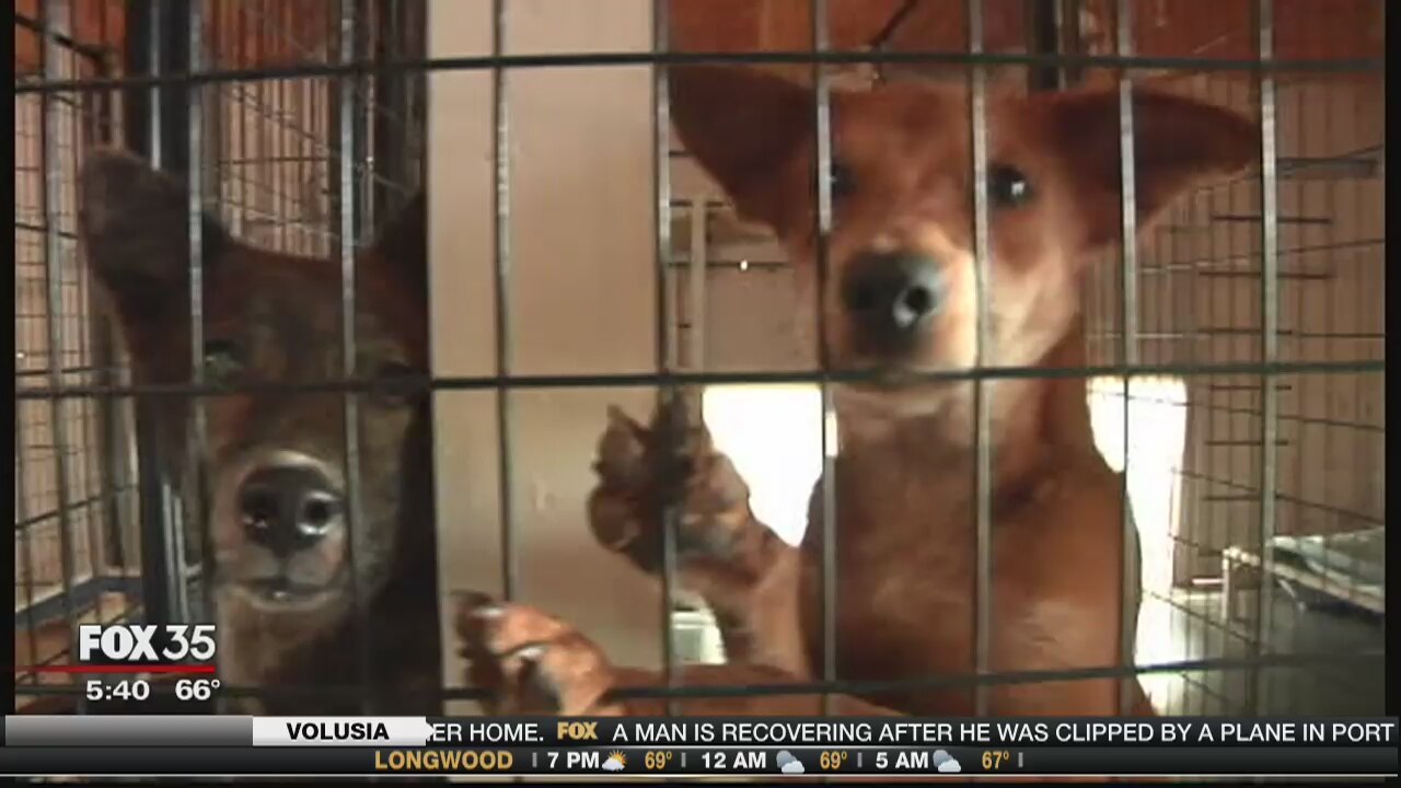 Dogs abandoned in Georgia church