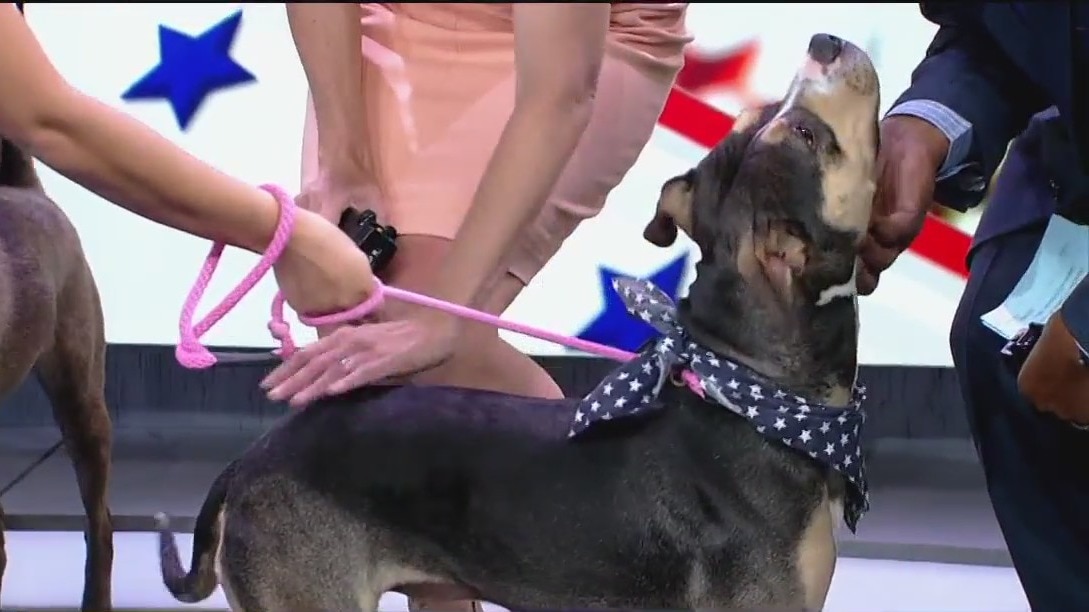 Houston Humane Society offering free adoptions for Memorial Day