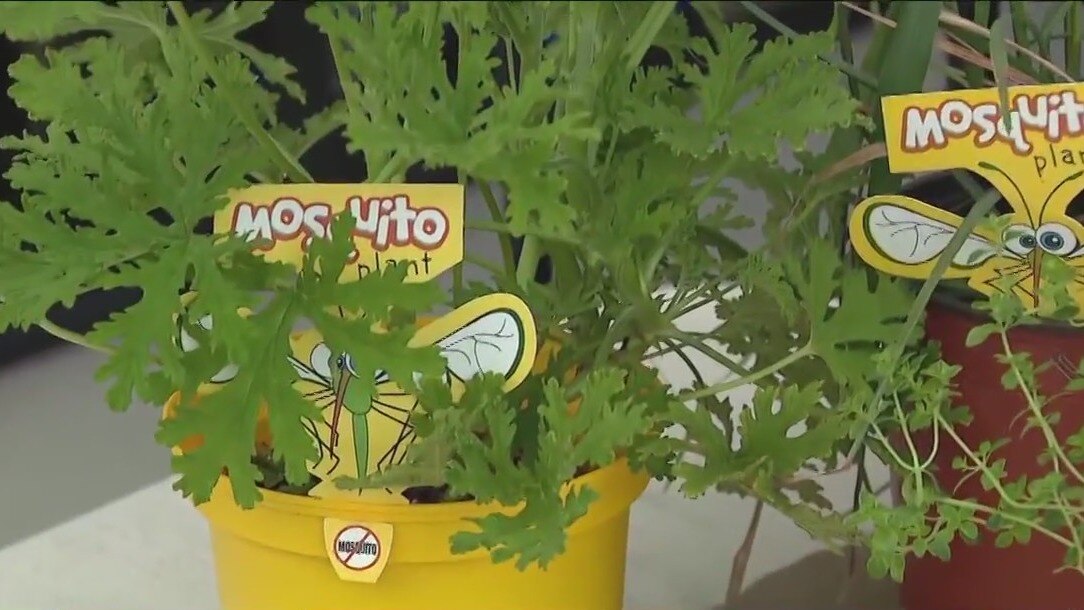 Plants that take the bite out of mosquito season
