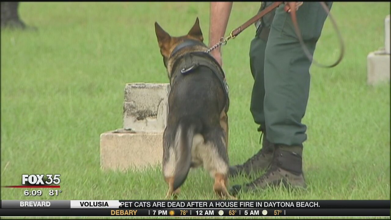 Bomb sniffing dogs train at UCF